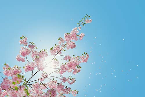 pink cherry blossoms against a blue sky