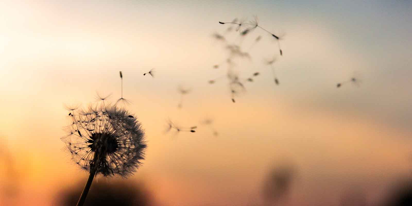 Dandelion Flower Artinya - Best Flower Wallpaper